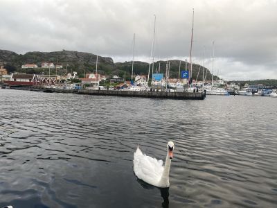 Ellös gästhamn